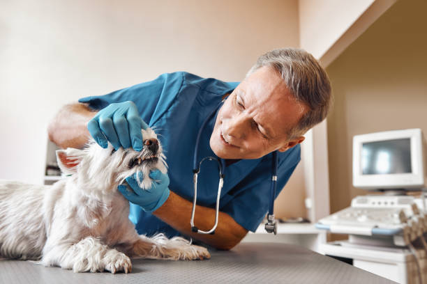 Best Emergency Root Canal Treatment in Sequim, WA